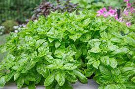 How To Root Basil From Cuttings Recipe Basil Plant Basil Growing Basil