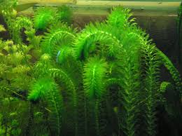Image result for Elodea