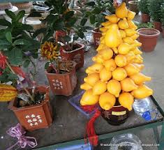 Image result for Solanum mammosum