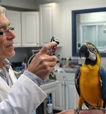 Birds and exotic pets are unique animals requiring advanced knowledge in their structure, function and diseases for proper treatment. Newburgh Veterinary Hospital Pet Vet In Newburgh Ny Newburgh Veterinarian Animal Hospital Newburgh Exotics Vet Newburgh