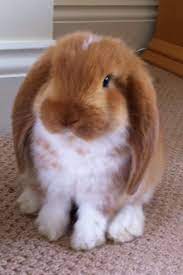 Lop Ears Are The Best Bunnies Cute Animals Cute Bunny Bunny