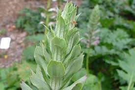 Image result for Aeollanthus breviflorus