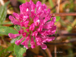 Maybe you would like to learn more about one of these? Pink Flower Blooming Wild Along The Oregon Coast C Photo Copyright By Marty Nelson Photographer Website Http Ma Photographer Website Photo Art Wild Flowers
