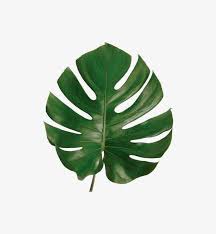 Image result for Monstera