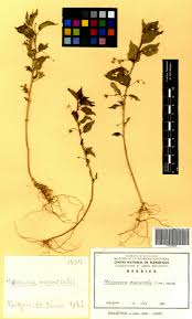 Image result for Micrococca mercurialis