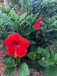 Check spelling or type a new query. Woke Up To Hibiscus Tree Blooms Gardening