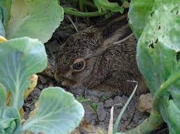 While rabbits are cute to look at, especially as babies, they can really damage both your vegetable and flower gardens. How To Get Rid Of Rabbits In The Yard Garden Pestkilled