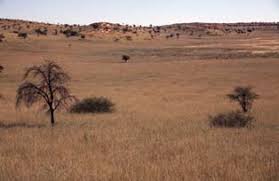 Image result for Sporobolus bechuanicus