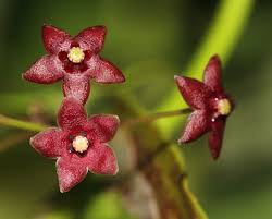 Image result for Vincetoxicum