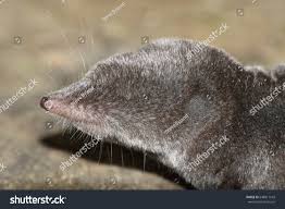 Image result for Urochloa brevispicata