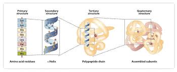 Solved What Are 5 ﻿Proteins Found In Muscle? What Do They | Chegg.Com