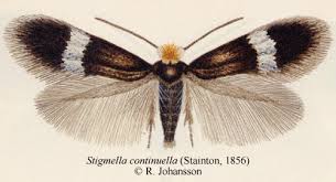 Image result for Stigmella continuella