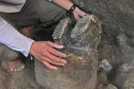 Kunci jawaban tema 6 kelas 3 halaman 41. Sangiran Tempat Penemuan Banyak Fosil Manusia Purba Indonesia Halaman All Kompas Com