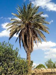 Palms Iraq Iraq Baghdad Rasoul Ali نخيل العراق العراق بغداد رسول علي Baghdad Iraq Baghdad Palm Trees