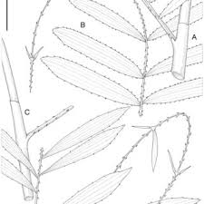 Image result for Eremospatha cuspidata