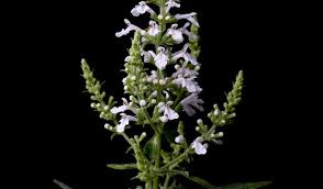 Image result for Mostuea hirsuta