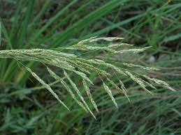 Image result for Sorghum halepense