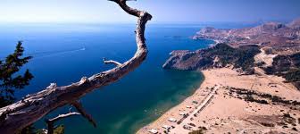 Image result for Thamnosma rhodesica