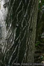 Image result for Olea capensis