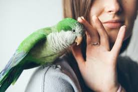 How to change pet name in free fire in tamil. The 140 Best Parrot Names In 2021 We Re All About Pets