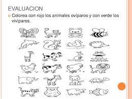 Imagenes Para Colorear Para Ninos Pequenos Sobre Viviparos Buscar Con Google Animales Oviparos Y Viviparos Animales Herbivoros