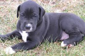 Browse adorable, healthy pups from 100+ breeds and find your new furry family member. Great Dane Lab Mix Puppies For Sale Petsidi