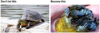 Don T Move A Mussel Risks And How You Can Prevent Them