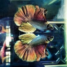 Love The Colors On This Giant Halfmoon Betta Fish Betta Fish Tank Betta Fish Betta