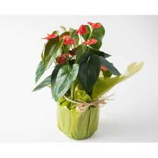 Todos os dias inclusive sábado e domingo pedidos realizados ate as 17 hrs pode ser entregues no mesmo dia. Entrega De Flores Rio De Janeiro Rio De Janeiro De Florista Online