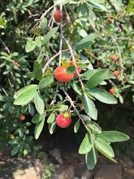 Image result for Diospyros lycioides