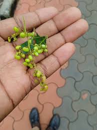 Image result for Searsia natalensis