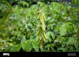 Image result for Crotalaria torrei