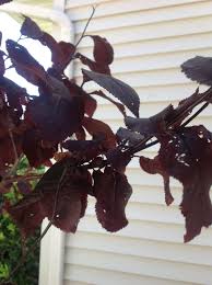 We did not find results for: Thundercloud Plum Tree Holes In Leaves 463891 Ask Extension
