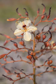 Image result for Glyphaea tomentosa