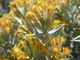 Image result for Heterotis canescens