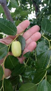 Maybe you would like to learn more about one of these? Plant Id Forum Fruit Tree Identification Garden Org