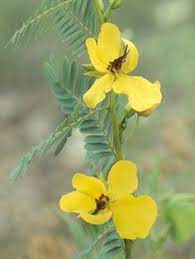 Public domain image on wikipedia. 97 Missouri Wildflowers Ideas Wild Flowers Missouri Plants