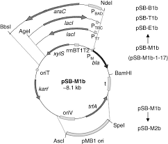 In his strong hand the man held a rose. A Comparative Analysis Of The Properties Of Regulated Promoter Systems Commonly Used For Recombinant Gene Expression In Escherichia Coli Microbial Cell Factories Full Text