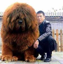 Articles sélectionnés pour le thème : Le Plus Gros Chien Du Monde Chien Nouvelles