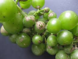 Grapes Quality Control Solution By Clarifruit