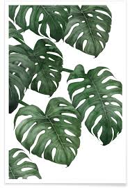 Monstera Plant Poster Juniqe Uk Lukisan Bunga Bunga Cat Air Ilustrasi Alam