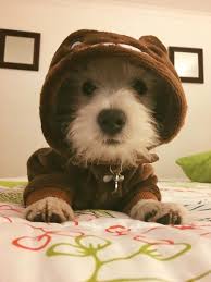 This Is My 4 Month Old Westie His Name Is Leon Westie Puppies Cute Dogs Breeds Westie Dogs