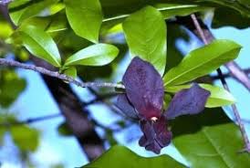 Image result for Monodora junodii