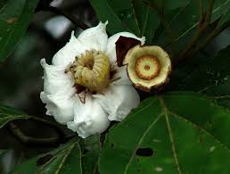 Image result for Bellucia