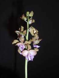 Image result for Eulophia gonychila