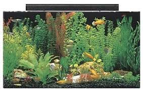 Check spelling or type a new query. Amazon Com Seaclear 50 Gal Acrylic Aquarium Combo Set 36 By 15 By 20 Black Pet Supplies