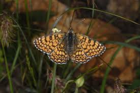 Image result for Melitaea cinxia