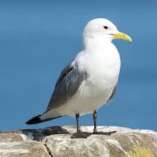 Image result for Tridactyle virginea