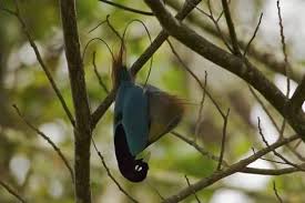 Papua New Guinea Blue Bird Of Paradise Pin On Products