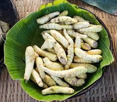 Image result for Maranta arundinacea